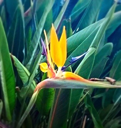 flower, petal, growth, fragility, freshness, yellow, beauty in nature, flower head, plant, nature, close-up, blooming, focus on foreground, green color, leaf, stem, single flower, day, in bloom, selective focus