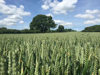 Scenic view of agricultural field against sky