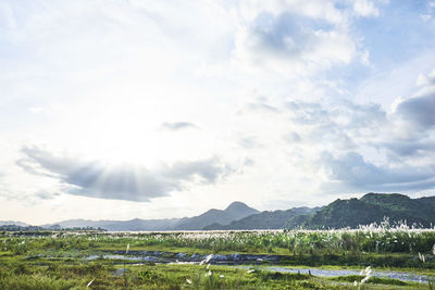 Scenic view of field against sky