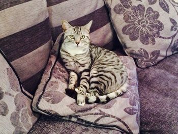 High angle portrait of cat sitting on sofa