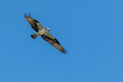 Low angle view of eagle flying in sky