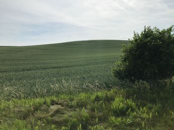 Scenic view of wheat field against sky