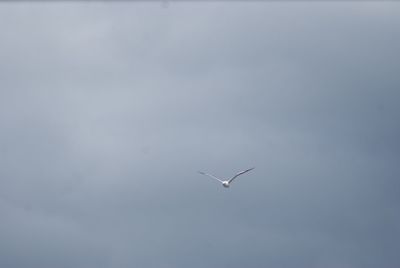 Bird flying in sky