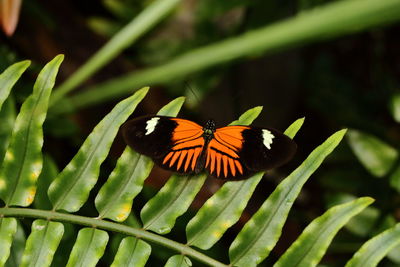 Close-up of butterfly pollinating on flower