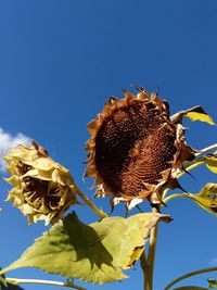 Low angle view of sunflower against clear blue sky