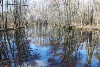 Reflection of bare trees in lake during winter