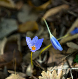 Close-up of purple crocus flower