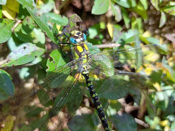 Close-up of insect on plant