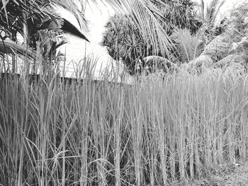 Panoramic view of palm trees