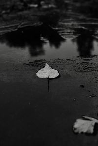 Dry leaves floating on water