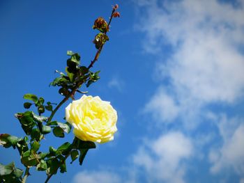 Close-up of yellow rose against blue sky