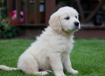 Close-up of dog sitting on grass