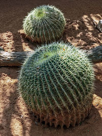 High angle view of succulent plant on field