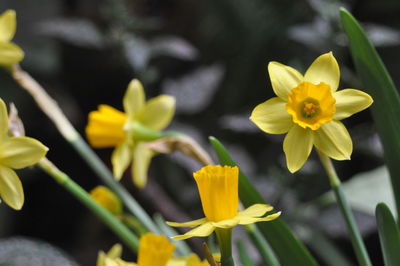 Close-up of yellow flowering plant