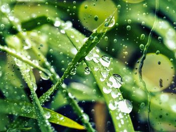 Close-up of wet plant