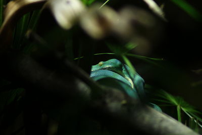 Close-up of lizard on plant