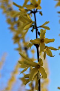 Low angle view of yellow flowers against sky