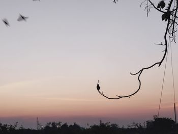 Silhouette birds flying against sky during sunset