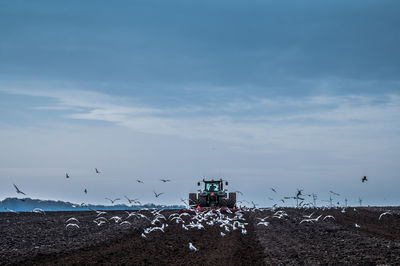 Farmer plowing in field with seagulls, denmark