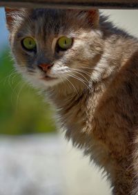 Close-up portrait of a cat