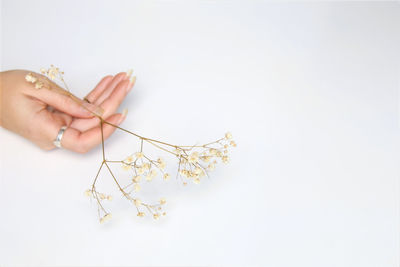 Cropped hand of woman holding plant against white background