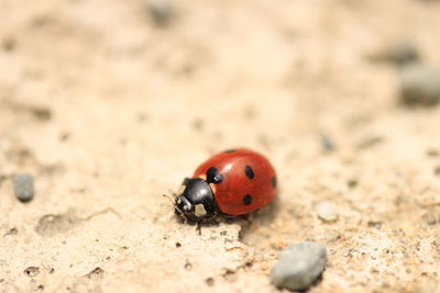 ladybug