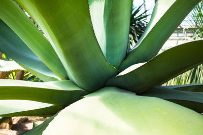 Close-up of succulent plant