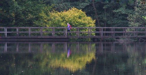 Bird on lake in forest