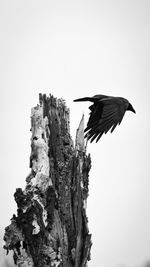 Low angle view of bird flying against clear sky