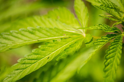 Close-up of fresh green leaves