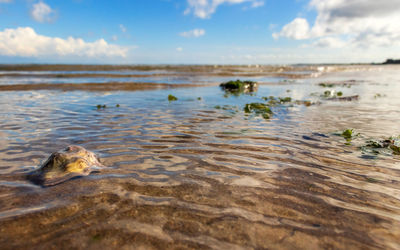 View of duck swimming in sea