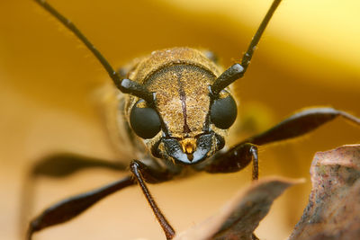 Macro shot of insect