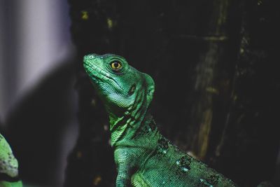 Close-up of lizard