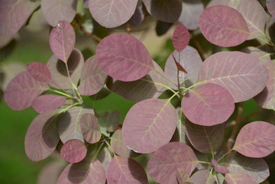 Close-up of pink flowers