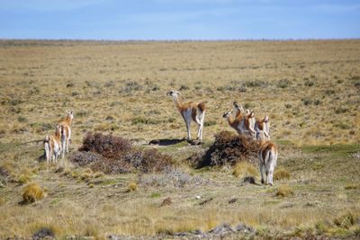 Guanacos in a field