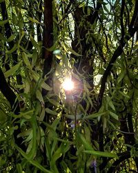 Sun shining through trees