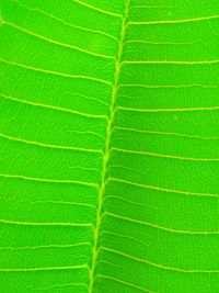 Full frame shot of green leaf