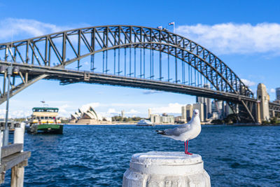 Seagull on a bridge