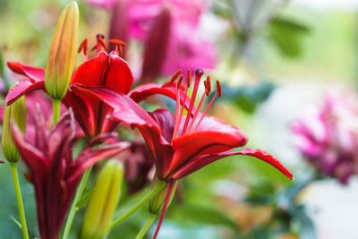 Close-up of red flowering plant