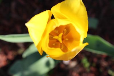 Close-up of yellow flower blooming outdoors