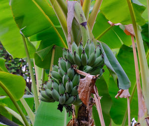 Close-up of banana leaves on plant