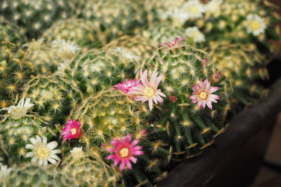 Close-up of pink flowering plants