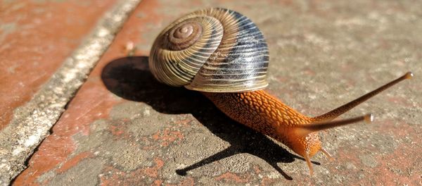 Close-up of snail