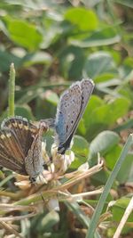 Close-up of butterfly pollinating flower