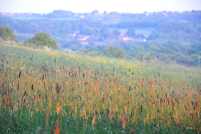 Scenic view of field