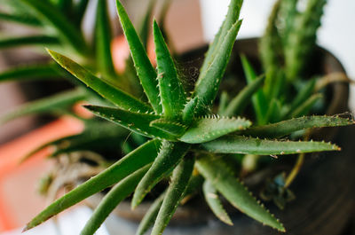 Close-up of potted plant