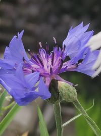 Close-up of purple flowering plant