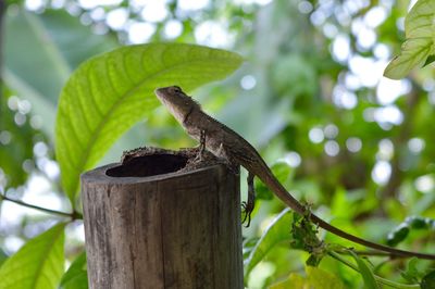 Low angle view of iguana on tree