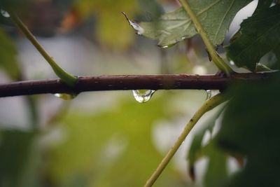 Close-up of wet plant leaves during rainy season