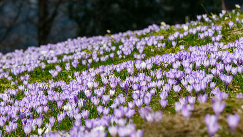 Close-up of purple crocus flowers on field